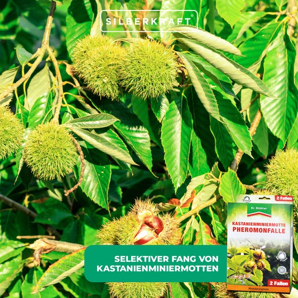 Effektive Pheromon-Falle gegen Kastanienminiermotten – Früherkennung & Befallsreduktion ohne Chemie – Wiederverwendbar & bienenfreundlich – Ideal für Rosskastanien & Zierkastanien