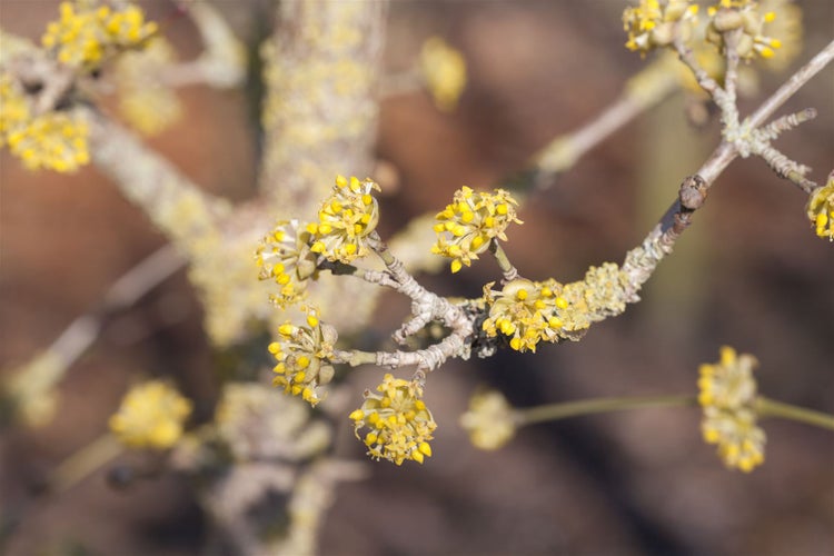 Cornus mas 'Jolico', Kornelkirsche, gelbe Blüten, 60–80 cm