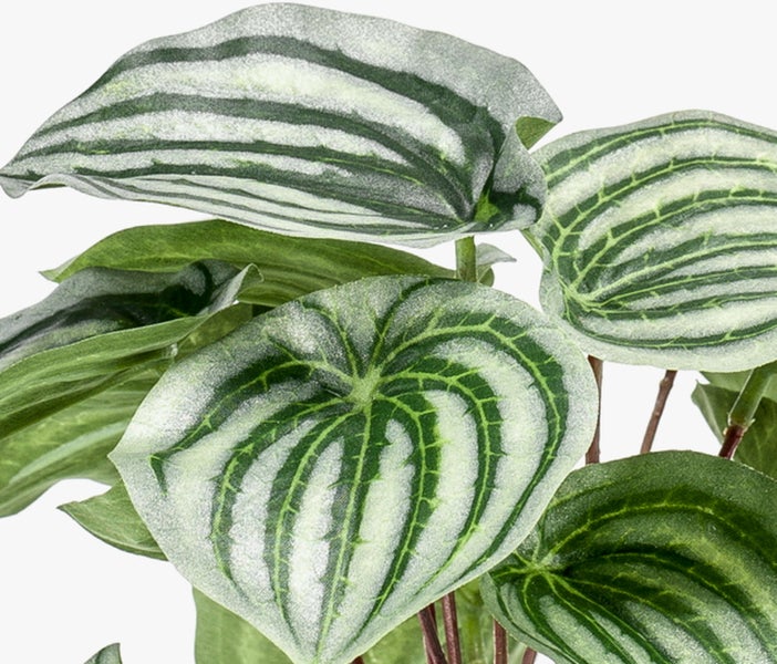 Schwarzer Kunststoff-Blumentopf mit strukturierter Oberfläche und einer Pflanze mit grün-silber gestreiften Blättern.