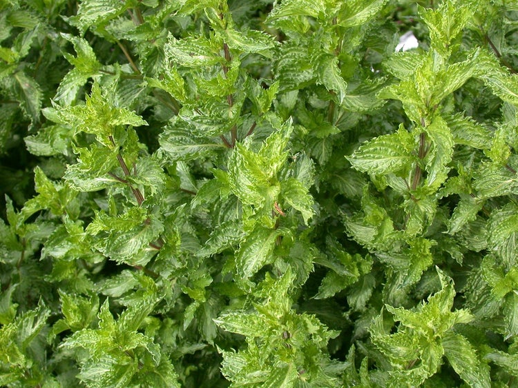 Mentha spicata crispa, Krauseminze, aromatisch, ca. 11x11 cm Topf