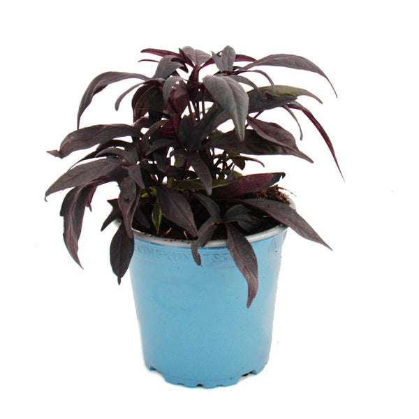Süßkartoffel - Beet- und Balkonpflanze - Ipomoea batatas - 12cm - Set mit 3 Pflanzen - violett