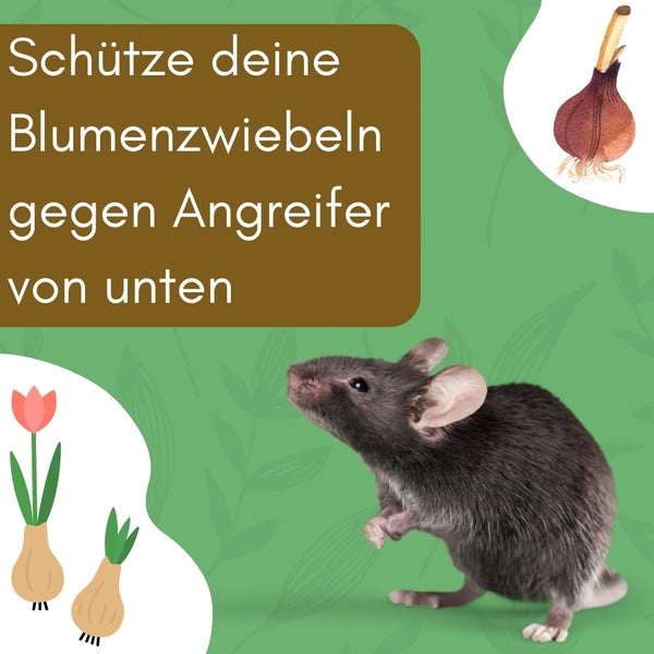 Schützen Sie Blumenzwiebeln vor Angreifern von unten mit dem richtigen Schutz.