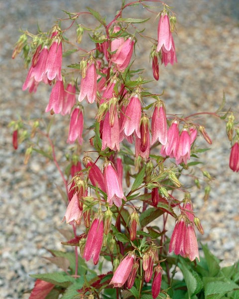 Campanula punctata 'Elizabeth', Glockenblume, rosa, ca. 11x11 cm Topf