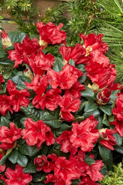 Rhododendron repens 'Scarlet Wonder', leuchtend rot, 40–50 cm