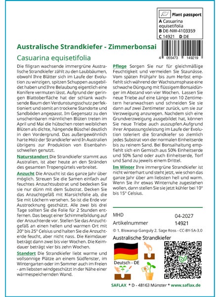 SAFLAX Anzucht Set - Australische Strandkiefer - Casuarina equisetifolia - 200 Samen - Mit Mini-Gewächshaus, Anzuchtsubstrat und 2 Töpfen