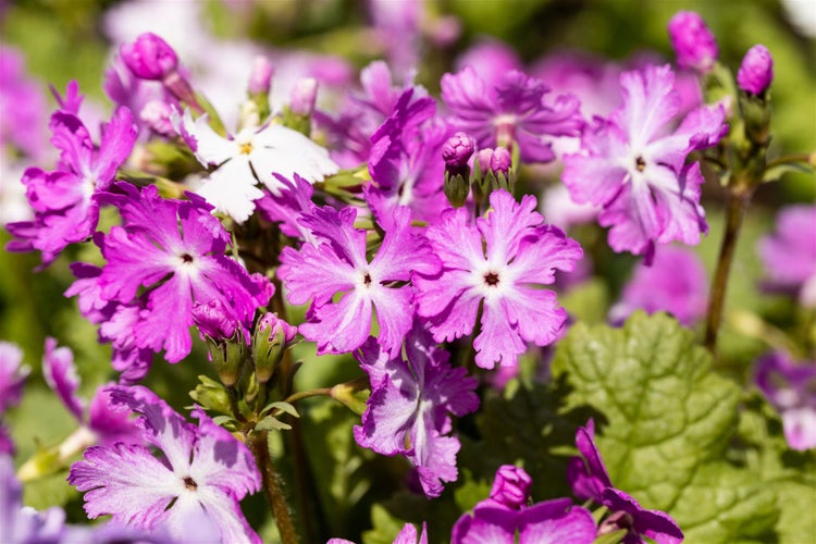 Primula sieboldii, Japanische Primel, rosa Blüten, ca. 9x9 cm Topf