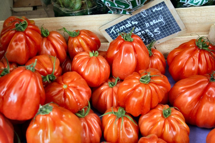 SAFLAX Geschenk Set - BIO - Tomate - Ochsenherz - Solanum lycopersicum - 10 Samen - Mit Geschenkbox, Versandaufkleber, Geschenkkarte und Anzuchtsubstrat