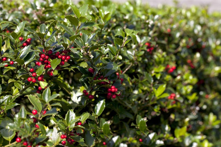 Ilex aquifolium 'Alaska', Stechpalme, immergrün, 40–60 cm