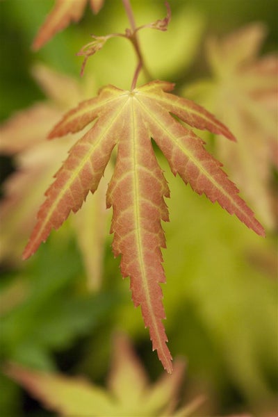 Acer palmatum 'Orange Dream', Japanischer Ahorn, orange, 60–80 cm