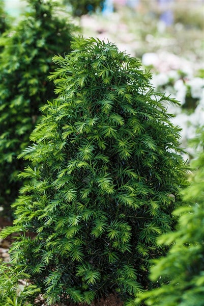 Taxus baccata 'Höpken's Gigant', Eibe, 40–50 cm