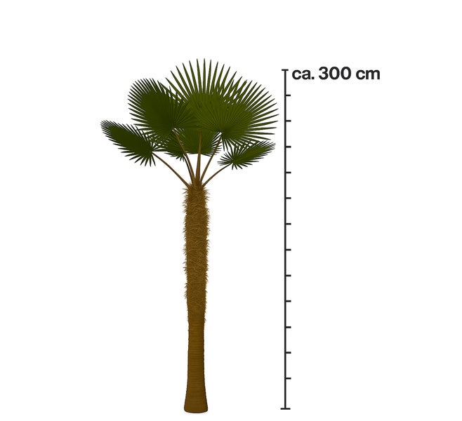 Trachycarpus Fortunei Hanfpalme ca. 300 cm Hoch Winterhart bis –19 °C