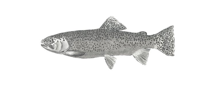 ESTAhome Fototapete Fisch Weiß und Schwarz - 1 x 2,5 m - 158933