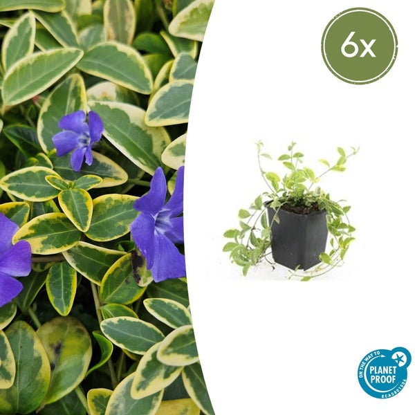 Immergrün Vinca minor Variegata im Topf, 6er-Set, mit lila Blüten und gelb-grün panaschierten Blättern, Planet Proof zertifiziert.