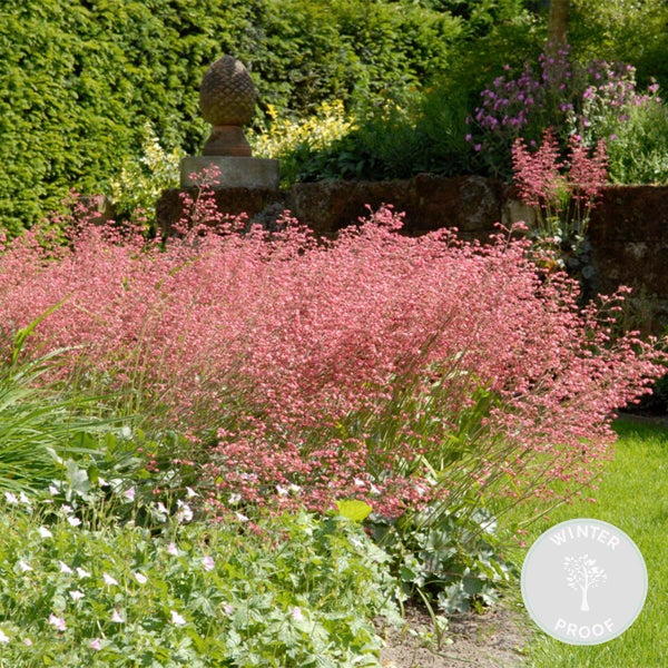 Zwei Bogenhanf Pflanzen in grauen Töpfen