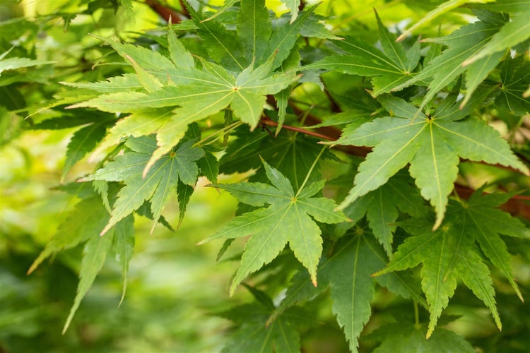 Acer palmatum 'Sangokaku', Japanischer Ahorn, korallenrote Rinde, 125–150 cm