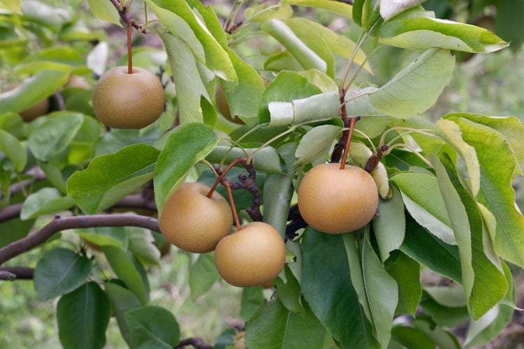 Pyrus pyrifolia 'Kumoi', Nashi-Birne, 150–200 cm, saftig-süß