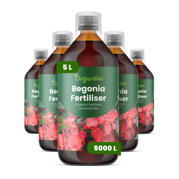 Organifer Begonien-Dünger Konzentrat, organischer Dünger, 5 Liter Flasche für 5000 Liter Gießwasser, 5er Set.
