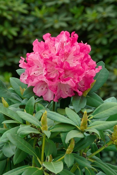 Rhododendron yak. 'Graf Anton Günther', rosa Blüten, 80 cm Stammhöhe