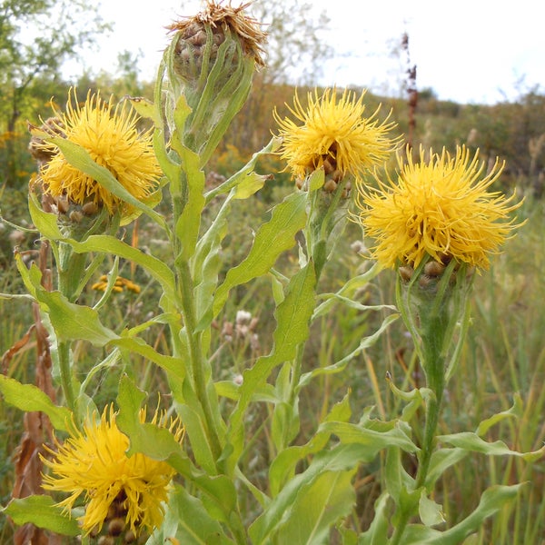 Gelbe Färber-Flockenblume im Freien
