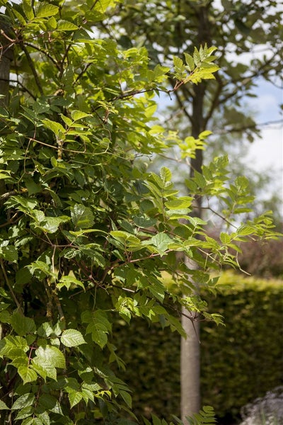 Ampelopsis megalophylla, 60–100 cm, dekoratives Laub