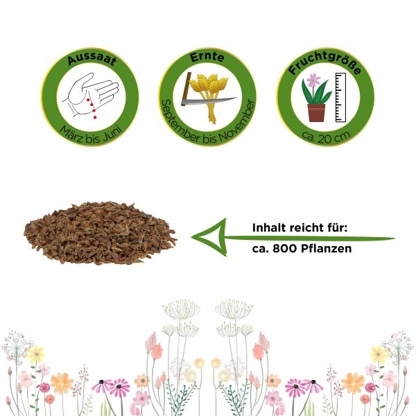 Möhren lange rote Stumpfe ohne Herz Samen von Deine Gartenwelt