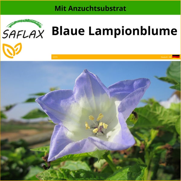 SAFLAX  - Blaue Lampionblume - Nicandra Physaloides - 100 Samen - Mit keimfreiem Anzuchtsubstrat