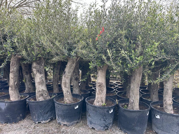 Dekofigur Weihnachtsmann mit Laterne für den Garten