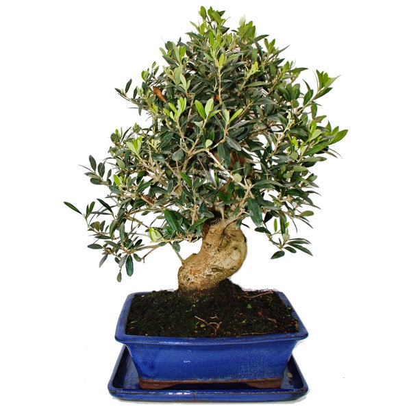 Bonsai - Solitär - Olivenbaum - Olive - Olea europaea - ca. 17 Jahre alt - ca. 50-55cm hoch