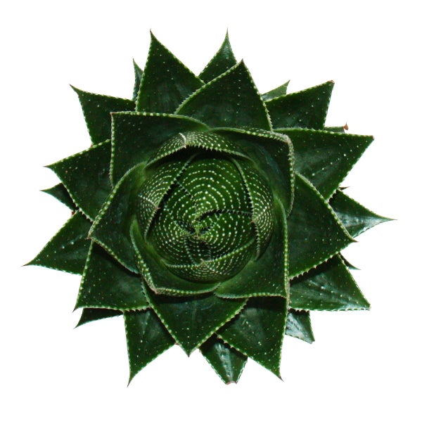 Aloe Cosmo - kugelförmige Aloe - 12cm Topf - sukkulente Zimmerpflanze