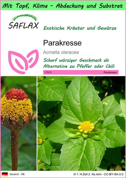 SAFLAX Garden to go - Parakresse - Acmella oleracea - 500 Samen - Mit Topf, Klima - Deckel und Anzuchtsubstrat