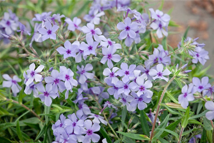 Phlox divaricata 'Chattahoochee', Waldphlox, lavendelblau, ca. 9x9 cm Topf