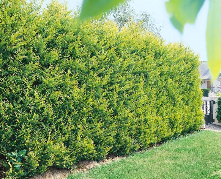 Hohe, dichte Hecke aus Bastardzypresse als Sichtschutz in einem Garten neben einer Rasenfläche.