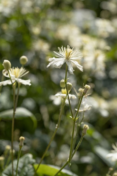 Clematis flammula, Duft-Waldrebe, weiß, 60–100 cm