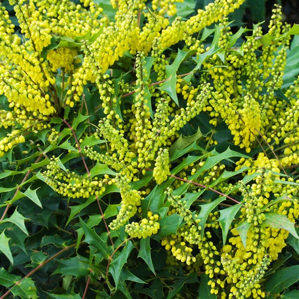 Nahaufnahme einer Mahonie mit gelben Blüten