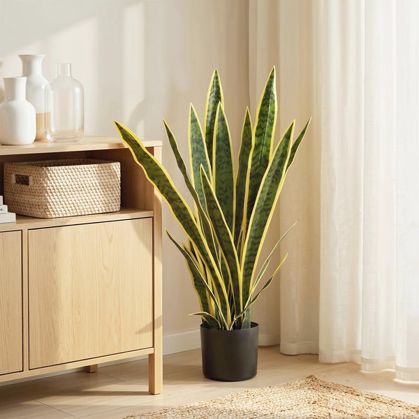 Sansevieria Bogenhanf im schwarzen Topf neben einem Sideboard aus Holz in einem hellen, organisierten Raum mit Vorhängen.