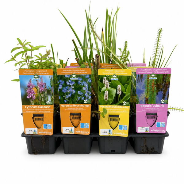 Set mit vier verschiedenen Wasserpflanzen in Kunststofftöpfen inklusive Etiketten mit Pflanzeninformationen für den Gartenteich.