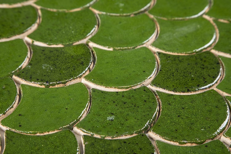 Grüne, fächerförmige Fliesen