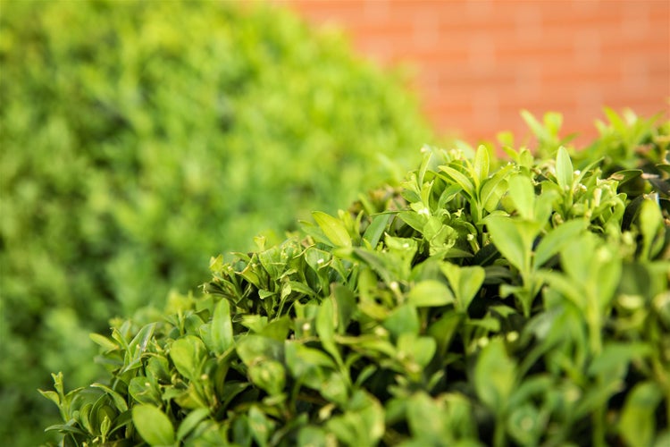 Ligustrum ovalifolium, Ovalblättriger Liguster, 60–80 cm