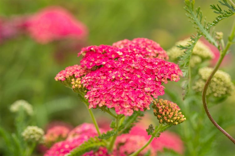 Achillea millefolium 'Sammetriese', Schafgarbe, ca. 9x9 cm Topf
