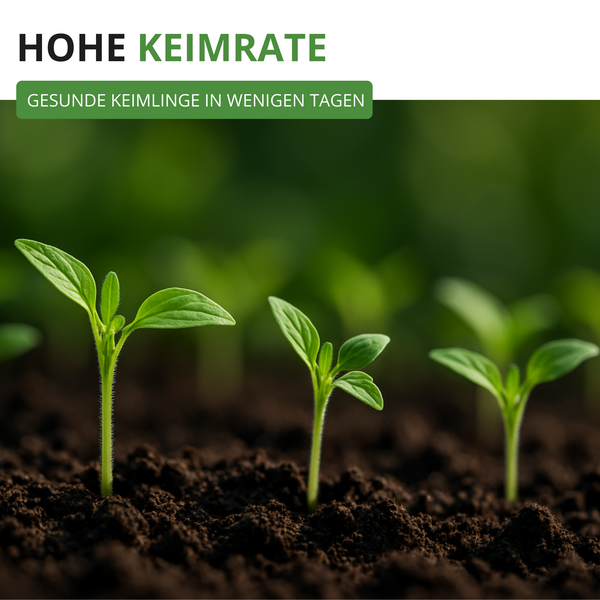 Junge grüne Keimlinge wachsen in Erde, mit Hinweis auf eine hohe Keimrate und gesundes Wachstum in wenigen Tagen.