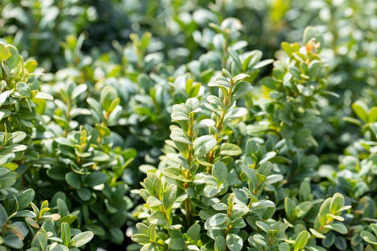 Buxus sempervirens 'Blauer Heinz', Buchsbaum, kompakt, 12–15 cm