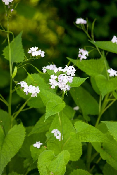 Lunaria rediviva, Silberblatt, duftend, ca. 11x11 cm Topf