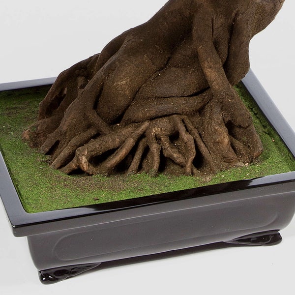 Bonsai-Stamm mit ausgeprägtem Wurzelansatz in einer schwarzen Keramikschale mit Moos-Oberfläche.