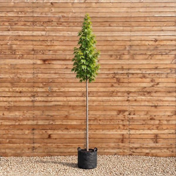Ein hochstämmiger Säulen-Ahorn in einem schwarzen Pflanzkübel vor einer Holzwand.