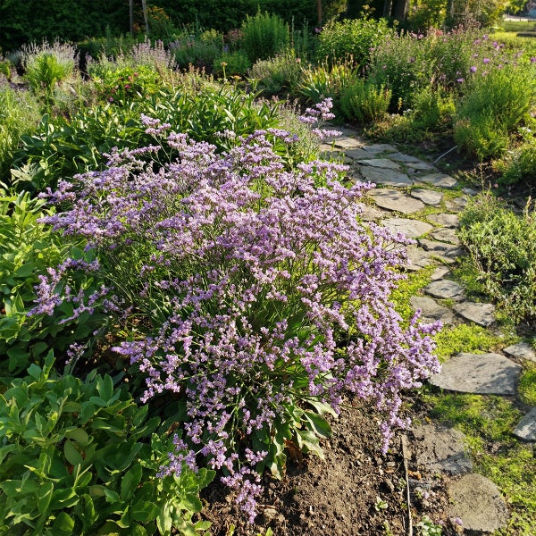 Blühende lila Staude mit vielen kleinen Blüten neben einem Gartenweg aus Natursteinplatten in einem hellen, bepflanzten Garten.