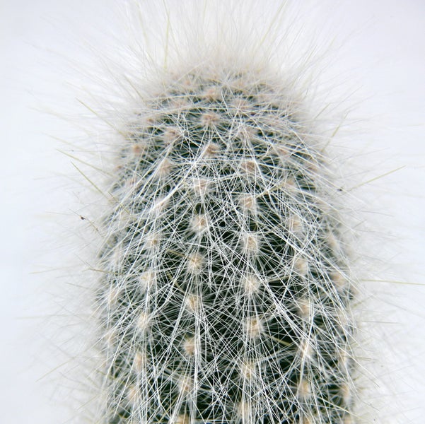 Cleistocactus strausii - Silberkerze - im 8,5cm Topf