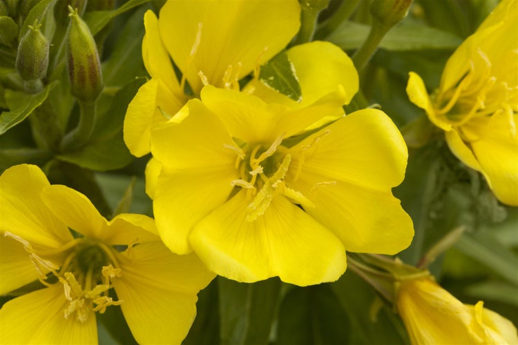 Oenothera biennis, Nachtkerze, gelb, ca. 9x9 cm Topf