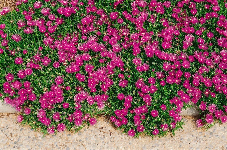 Delosperma cooperi, karminrot, ca. 9x9 cm Topf