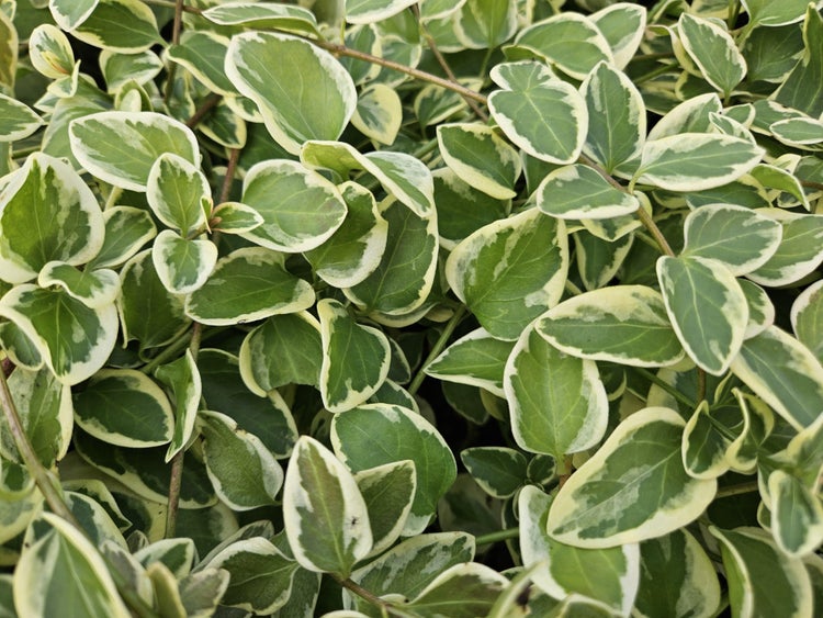 Immergrüner Bodendecker Vinca major Variegata mit ovalen, hell gerandeten Blättern.