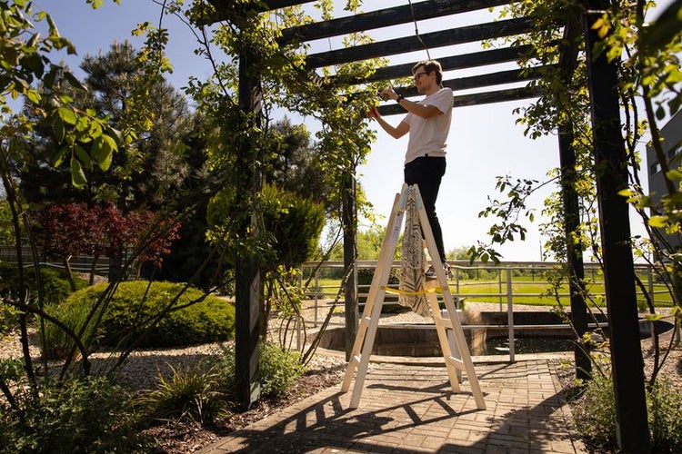 Ein Mann auf einer Holzstehleiter schneidet Kletterpflanzen an einer Holzpergola in einem hellen Garten.